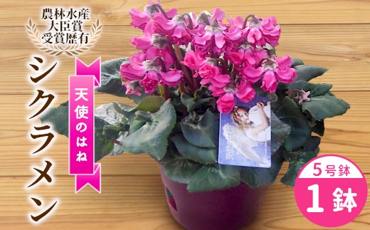 予約品〉希少 シクラメン 5号鉢 【天使のはね】 農林水産大臣賞受賞歴 