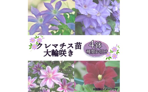 花苗 クレマチス 苗 大輪咲き 4鉢セット 種類 おまかせ 花 お花 鉢花