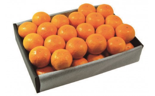 蜜柑ページ 2026年2月上旬以降順次発送】【定期便 2ヶ月】 西ヶ谷蜜柑農園 旬の