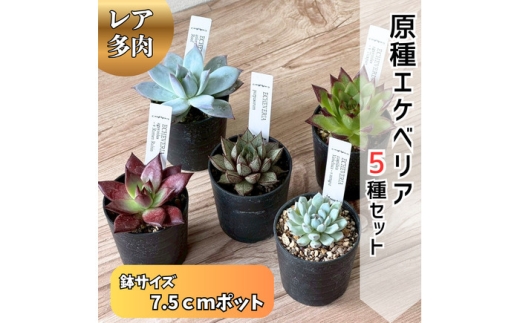 レア多肉・原種エケベリア詰め合わせ（5種類） / 植物 インテリア 苗