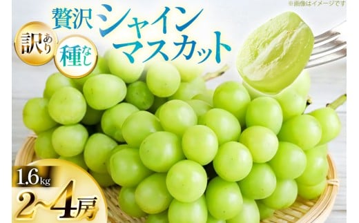 yR`zyԌ蔭z VC}XJbg 󂠂 ґ{[ Zbg 2`4[ 1.6kg [Yamagent[cK[fRg R`  tk06ayt380005] ƒp Ԃǂ uhE 