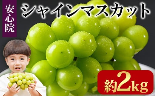 y啪FszVC}XJbg(2kg)t[c ʕ  Ԃǂ S@ lC LOs\tI2026N8{菇\聄kC  zsy106300501z