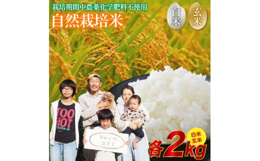 【京都府舞鶴市】【令和7年度産 新米 】 自然栽培米 こしひかり 4kg (白米2kg×+玄米2kg)