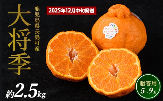 長島町産 大将季（ハウス） 贈答用 (約2.5kg) 12月中旬発送 【長島柑橘