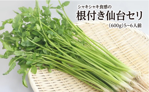 y{錧szyԌzVLVLH̍tZi600gj5`6lO