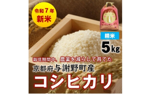 【京都府与謝野町】R7年産新米 京都丹後産コシヒカリ 精米5kg 栽培期間中、農薬を減らして育てたお米 農家直送【1658828】