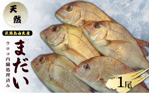 yɌF{szVR܂1 yERς݁ziWHRǎYj Ɍ F{s WH [5395-0158]