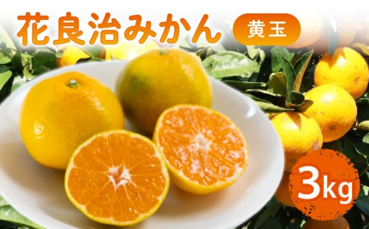 12月中旬より出荷開始】 数量限定 花良治みかん 黄玉 3kg ケラジ