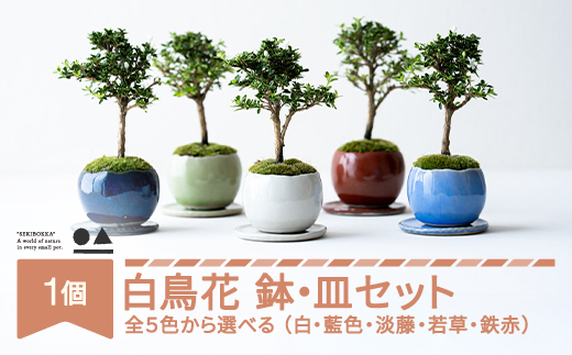 白鳥花 ハクチョウゲ 鉢皿セット 色を選べる 盆栽 植物 石木花 sw