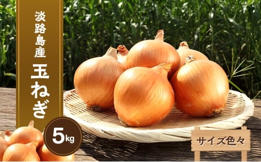 yɌF{szyTCYFXzWHYʂ˂5kg Ɍ F{s WH [5395-0330]