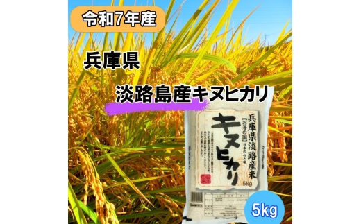 yɌF{szߘa7NY ɌWHY LkqJ 5kg Ɍ F{s WH [5395-0435]