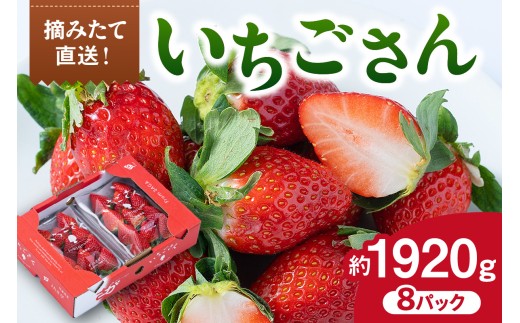 佐賀産 いちごさん 8パック 147-B812 - 佐賀県伊万里市｜ふるさと
