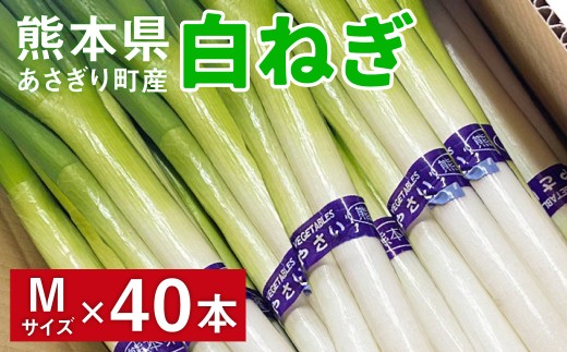 熊本県あさぎり町産 白ねぎ「球磨美人」Mサイズ×40本 お届け時期：2026