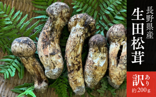 BE08-25B 【訳あり】生田松茸 家庭用（虫入り 虫食い 変形 開き）約