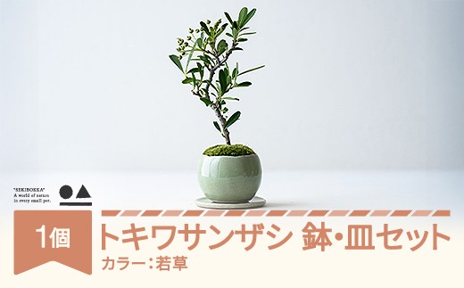 白花サンザシ 盆栽 【公式通販】