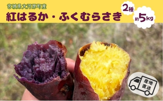 y{錧͌z܂ 5kg 2l g͂邩 ӂނ炳 Tc}C {錧Y Â H ~ XC[c Yn {錧 ͌