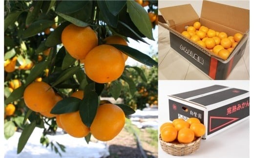 ya̎RzM511@yցz@݂֐H