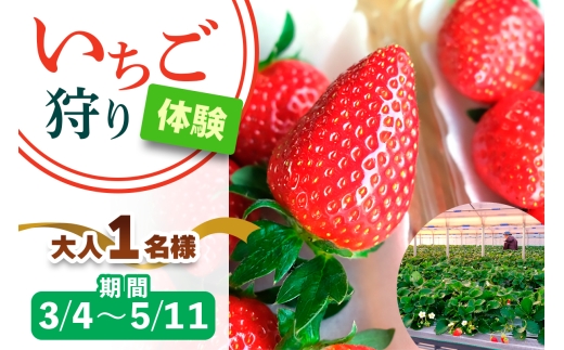 3月4日から5月11日] いちご狩り体験 大人1名様 奈良のブランド (あすか