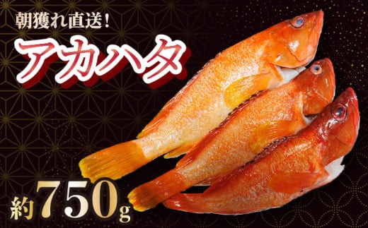 y{茧ԎszKU013 2026N7菇{茧ԎYAJn^(v750gE2`3C)ꋙɂ钩ǂꍂtIyHouryoumaruz