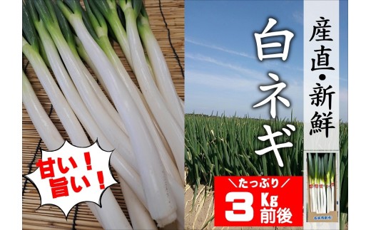 白ネギ (3kg前後) 長ネギ 産地直送 ネギ ねぎ 鍋 野菜 新鮮 西日本