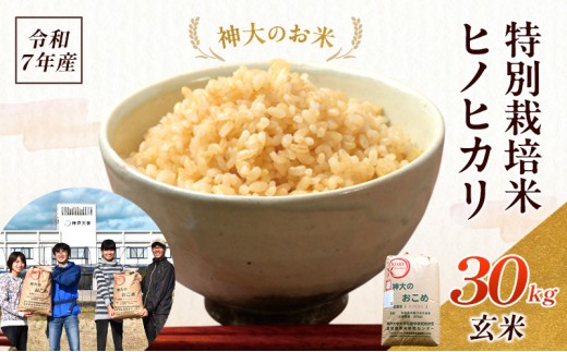 米 【令和7年産】神大のおこめ（特別栽培米ヒノヒカリ）玄米30kg お米 