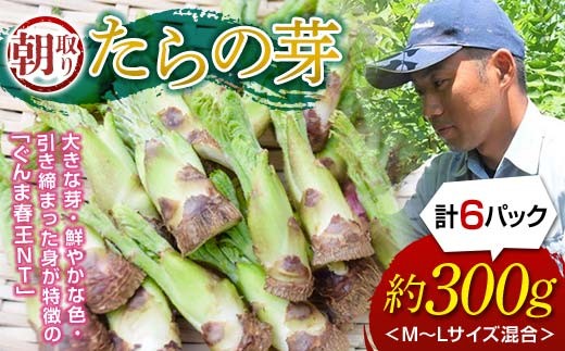 ゆきもん タラの芽 450g 採れたて 青森天然山菜 タラの芽（タラノキ・タラノメ）｜県産品（ハイネット