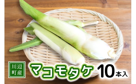 先行予約 期間・数量限定】川辺町産マコモタケ 10本入 まこも マコモ