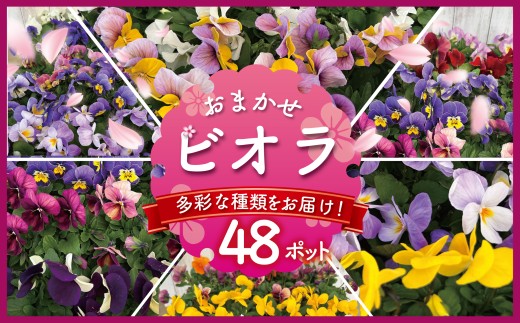 y_ސ쌧szrI ܂ 48|bg  Y_  񂹐A K[fjO ϗtA  ͂ hana c т ni hana biora O[ [ DIY  傭Ԃ AWg