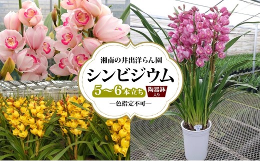 湘南の洋蘭 シンビジウム 5～6本 陶器鉢入り 色の指定不可