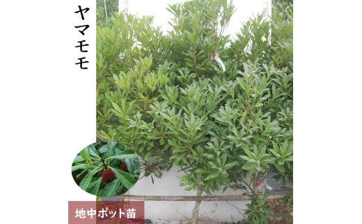 大苗 ◇ ヤマモモ(山桃) (品種おまかせ)[地中ポット苗] 《果樹 果樹苗