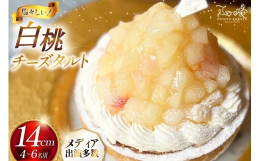 y茧ˎsz P[L  `[Y ^g 1z[ 14cm [SD-Cotoyu Sweets- 茧 ˎs hr42bgy420129]   t[c `[YP[L XC[c J a
