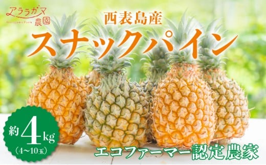 yꌧ|xzmxNO.1Ix^FȐVopC@ĐHׂXibNpC4kgi4`10ʁj