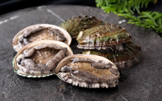 y茧ێszA508 ()S{BێY10