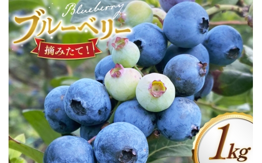 y茧ˎszu[x[ Ⓚ 250g 4pbN v 1kg [u[x[ moon berry's kitchen 茧 ˎs hr42bhb500002] n fU[g XC[c X[W[ 