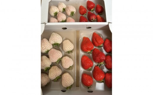 ysz܂ƓVĝgZbg1000@su꓇Y