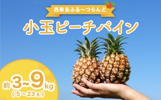 【沖縄県竹富町】【内容量が選べる】2026年 先行予約 小玉 ピーチパイン 約3〜9kg(5〜23玉) ★西表島ふる〜つらんど★美味しさギュッと! 果物 フルーツ パイン