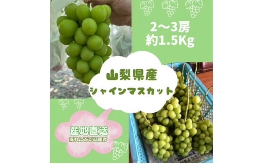 yRRsz2026Ns\񁄃VC}XJbg2~3[(1.5kg)y1508023z