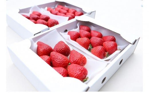 yszǂ芮n܂4P@su꓇Y