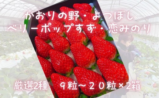 先行予約・数量限定！ 採れたて完熟いちご【かおり野・よつぼし