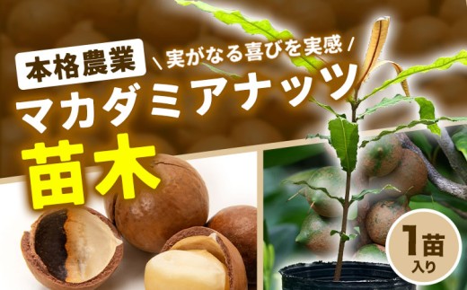 マカデミアナッツ苗 1苗入り《30日以内に出荷予定(土日祝除く)》熊本県