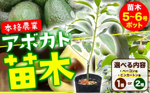 アボカド苗木 5~6号ポット 選べる ベーコン種 ピンカートン種《30日