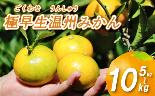 2025年10月から発送】 極早生 温州みかん 5kg / 10kg | ごくわせ