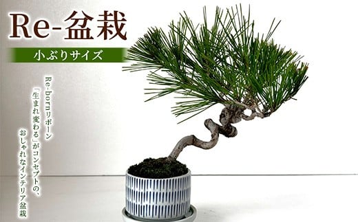 【群馬県伊勢崎市】Re-盆栽【小ぶりサイズ】