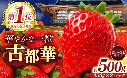 【奈良県平群町】平群 の 古都華 約 500g ( 2パック ) 2L 〜 3L サイズ |  先行予約 フルーツ 果物 くだもの ブランド いちご 苺 古都華 ことか 甘い 大人気 満足 希少 希少品種 ストロベリー 美