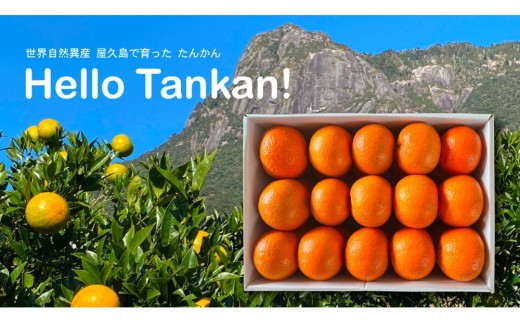 相良パーティ】『ハローたんかん』屋久島産【M,Lサイズ5kg】 - 鹿児島