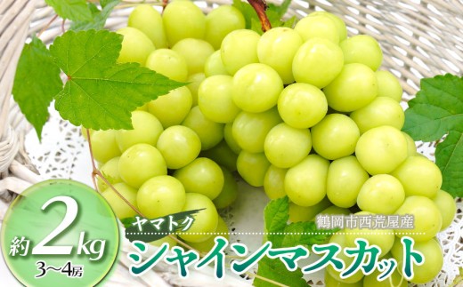 令和8年産先行予約】 シャインマスカット 約2kg（3～4房） 山形県鶴岡