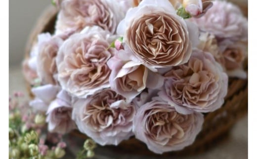 【岐阜県大野町】【先行受付】バラ鉢苗 パニエ【2026年4月下旬より発送】河本バラ園