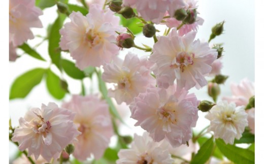 y򕌌쒬zystzoc@u[YEpt@y2026N4{蔭z͖{o