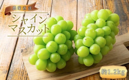 ya̎RLc쒬z_ƒ ̂ VC}XJbg 1.2kg  m2026NEs\n