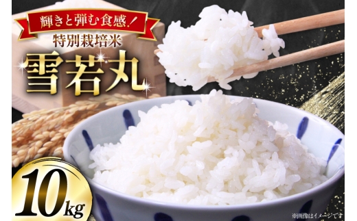 yR`z ߘa7NY ʍ͔|  10kg(5kg×2) [{cEm R`  tk06bgj910001]    ͂  uh